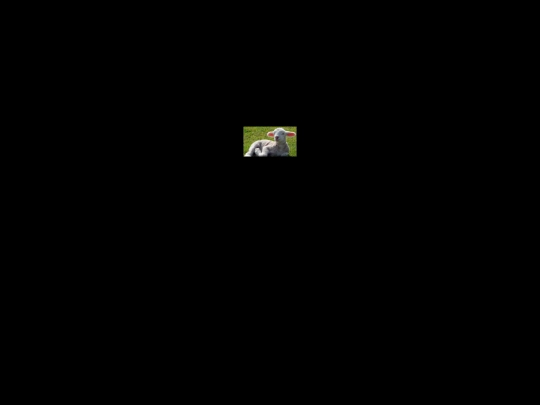 schaf screenshot