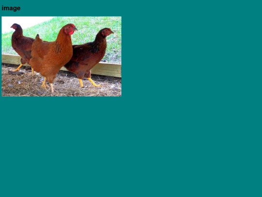chicken screenshot