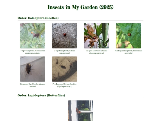 insects screenshot