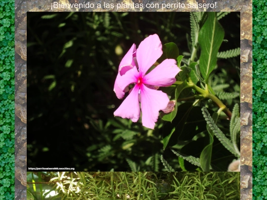 plantas screenshot