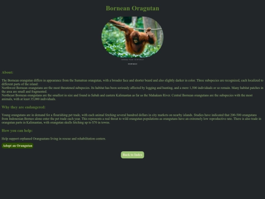 webforpurp/Bornean-Orangutan screenshot