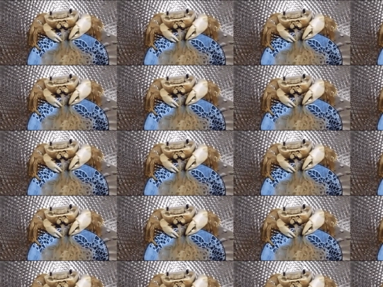 carbby screenshot