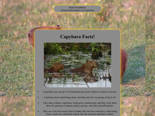 capybaras screenshot