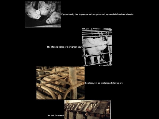 OldStuff/justeatveggies/pigphoto screenshot