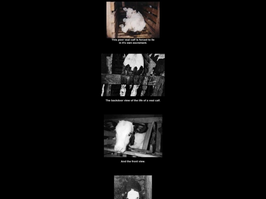OldStuff/justeatveggies/vealphoto screenshot