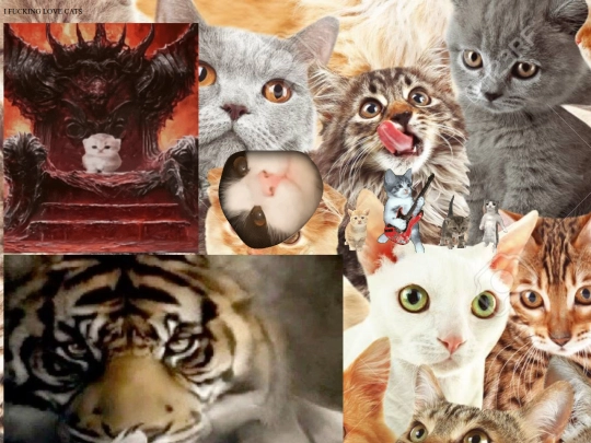 cats screenshot