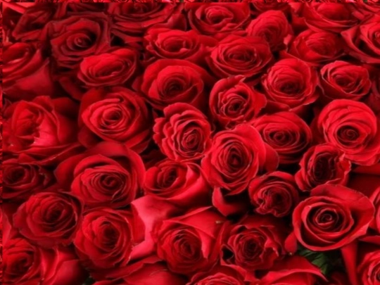 roses screenshot