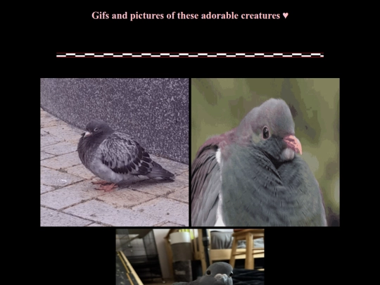 Bird screenshot