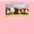 Guinea Pigs and Only Guinea Pigs avatar