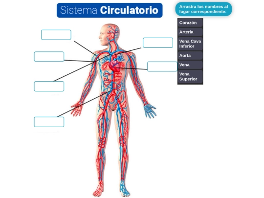 naturales/sistema_circulatorio/sistema_circulatorio screenshot