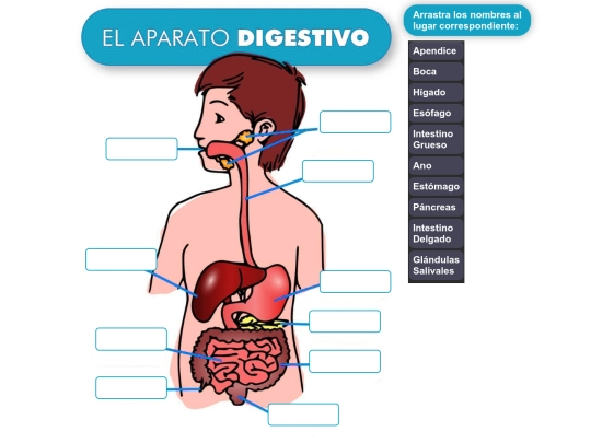 naturales/sistema_digestivo/sistema_digestivo screenshot