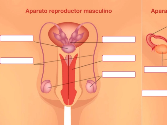 naturales/sistema_reproductivo/sistema_reproductivo screenshot