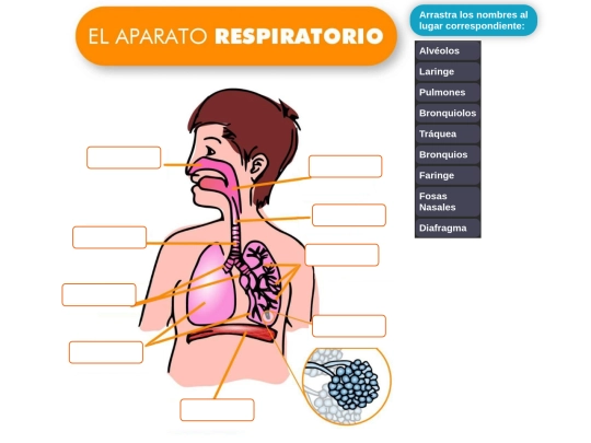 naturales/sistema_respiratorio/sistema_respiratorio screenshot