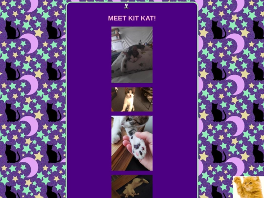 cat screenshot
