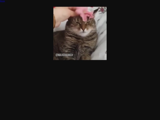 cat screenshot