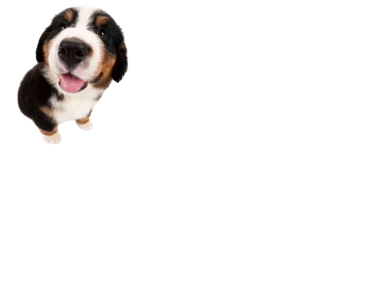 05dog screenshot