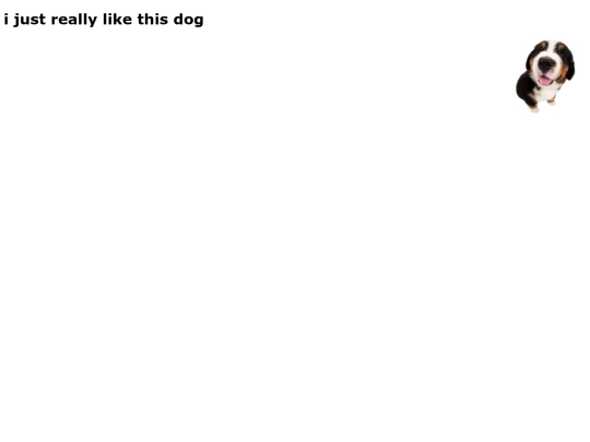 dog screenshot