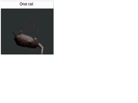 rat screenshot