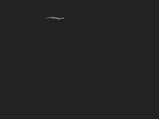 dragontest screenshot