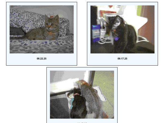 blog/miniblog screenshot