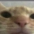 stupidfuckingricebowl.neocities.org avatar