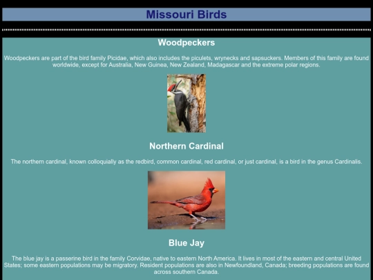 birds screenshot