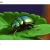 beetleville avatar