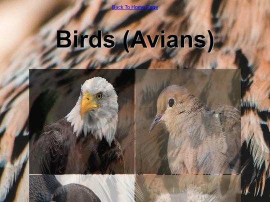 DESN214Project1/avians screenshot