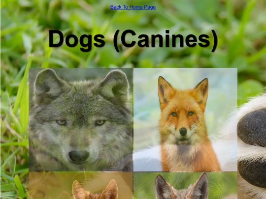 DESN214Project1/canines screenshot
