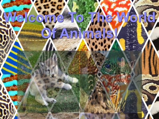 DESN214Project1/home screenshot