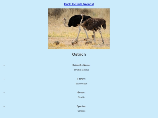 DESN214Project1/ostrich screenshot