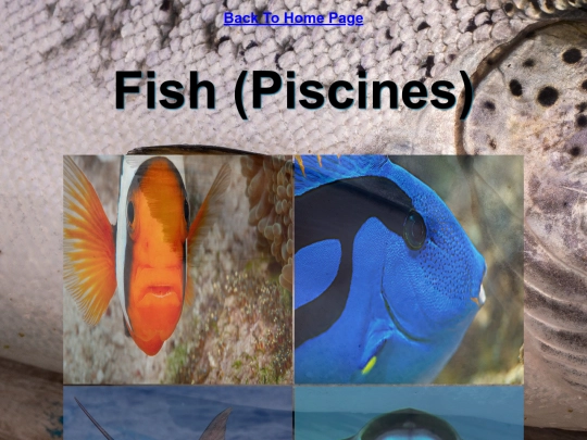 DESN214Project1/piscines screenshot