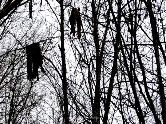 promenade/branches screenshot