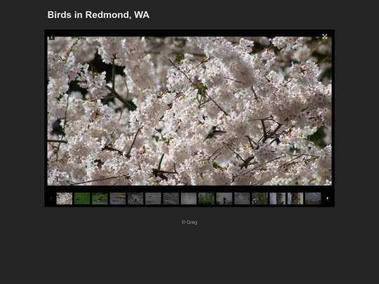 birds1 screenshot