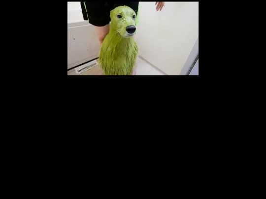 jócuccok/bush of wisdom/egyhelybenallo screenshot