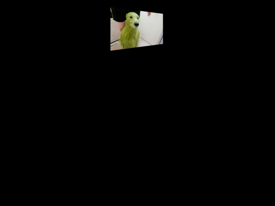 jócuccok/bush of wisdom/forogporog screenshot