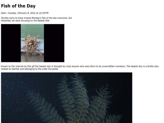 2022/February 2022/Basket Star/BasketStar screenshot
