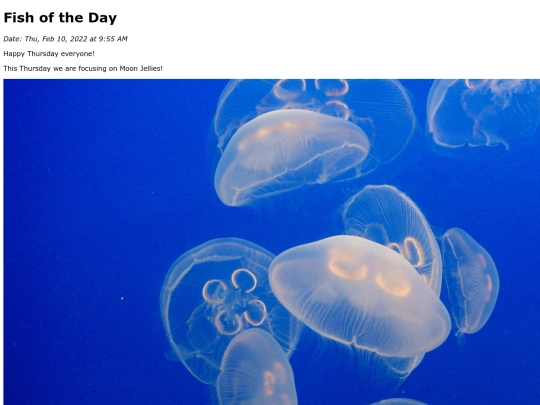 2022/February 2022/MoonJellies/MoonJellies screenshot