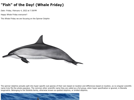 2022/February 2022/Spinner Dolphin/SpinnerDolphin screenshot