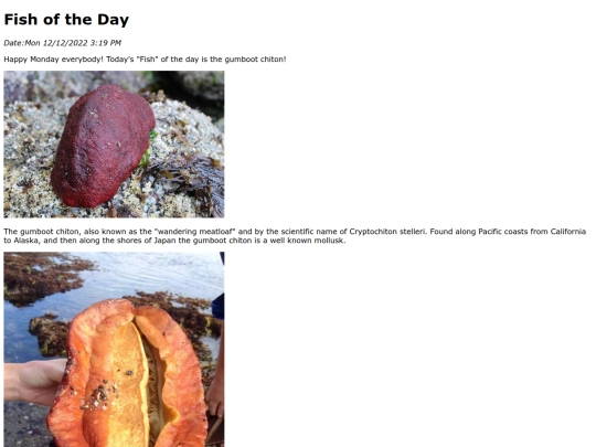 2022/Gumboot_chiton/Gumboot_chiton screenshot
