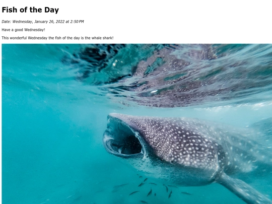 2022/January 2022/Whale Shark/WhaleShark screenshot