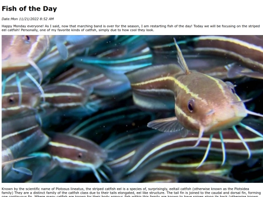 2022/stripped_eel_catfish/stripped_eel_catfish screenshot