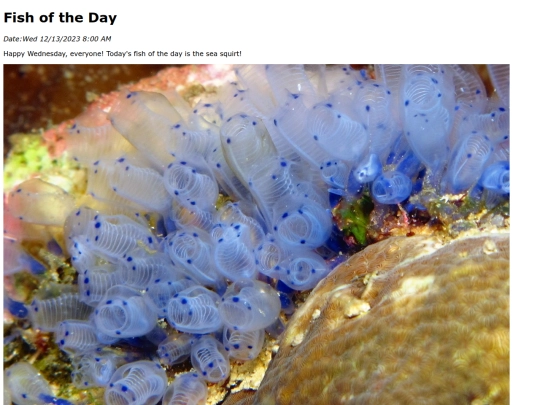 2023/12Dec13Sea_Squirt/Sea_Squirt screenshot