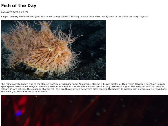 2023/12Dec7HairyFrogfish/HairyFrogfish screenshot
