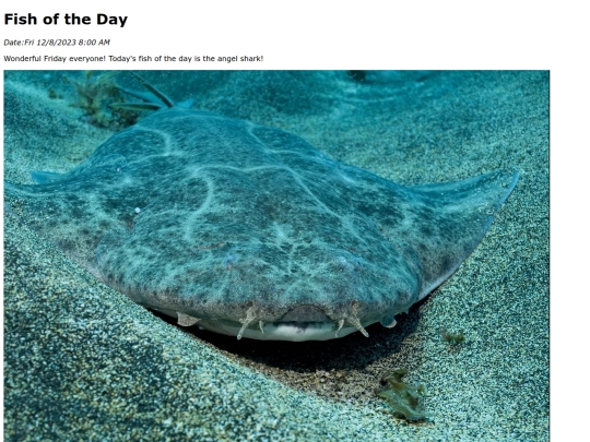 2023/12Dec8Angel_Shark/Angel_Shark screenshot