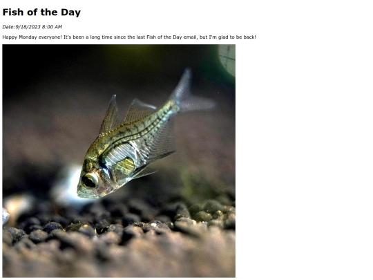 2023/9Sep18Indian_Glassfish/Indian_Glassfish screenshot