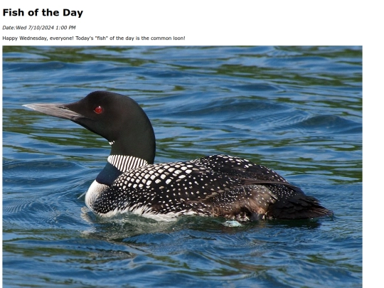 2024/july/7-10-24 common_loon/common_loon screenshot
