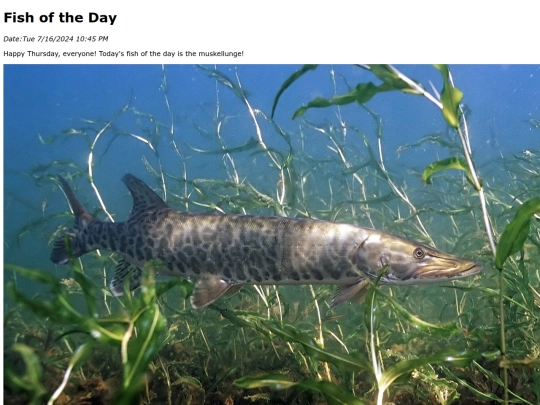 2024/july/7-16-24 muskellunge/muskellunge screenshot