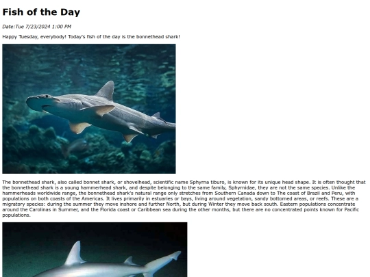 2024/july/7-23-24 Bonnethead_shark/Bonnethead_shark screenshot