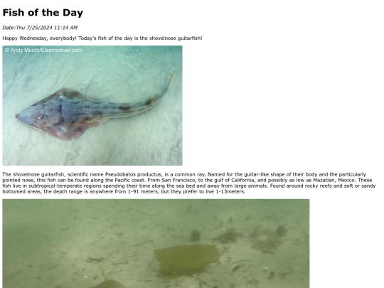 2024/july/7-25-24 shovelnose_guitarfish/shovelnose_guitarfish screenshot